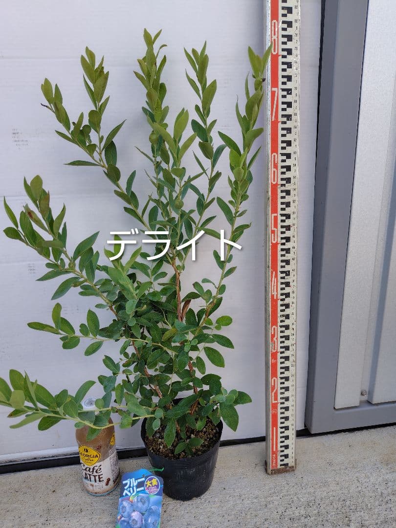 ブルーベリー苗　5号ポット5本セット