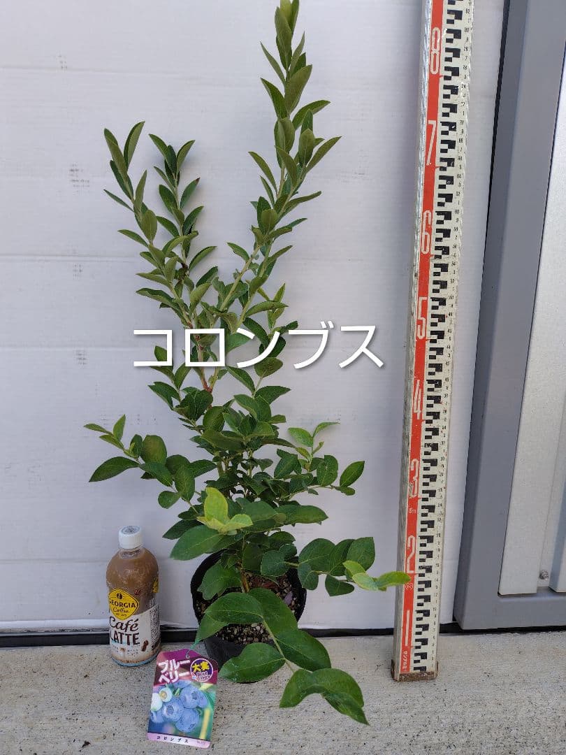 ブルーベリー苗　5号ポット5本セット