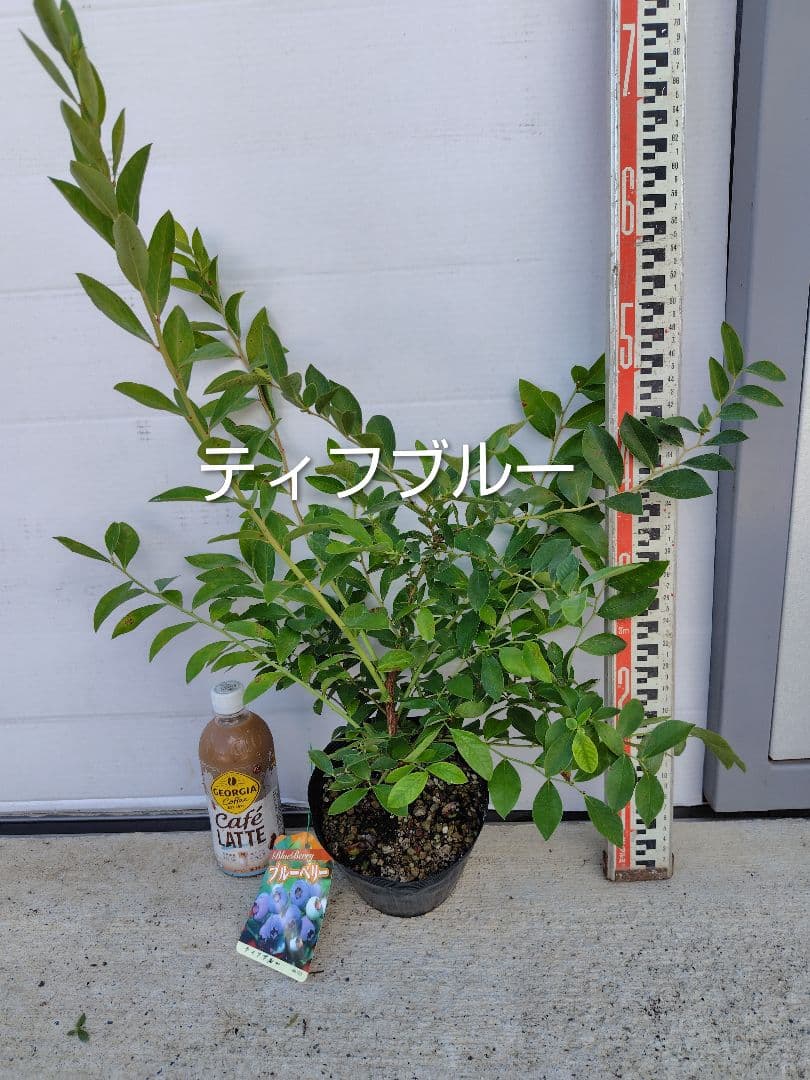 ブルーベリー苗　5号ポット5本セット