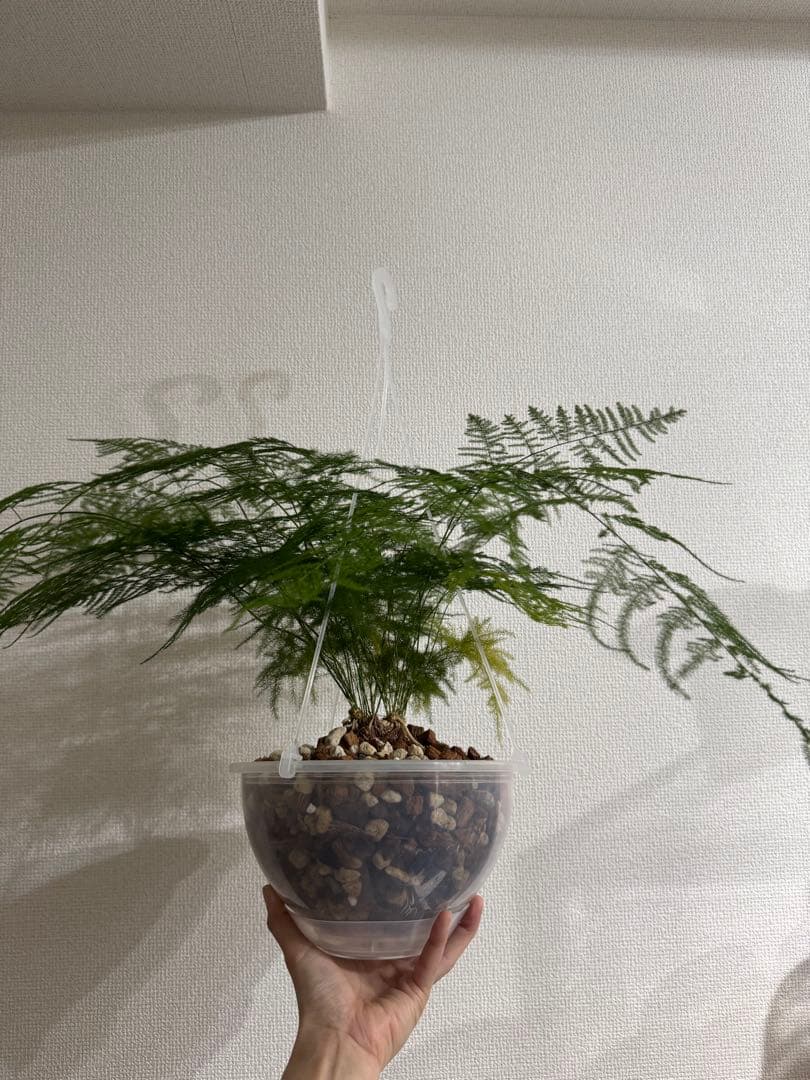 アスパラガスプルモーサス　7号