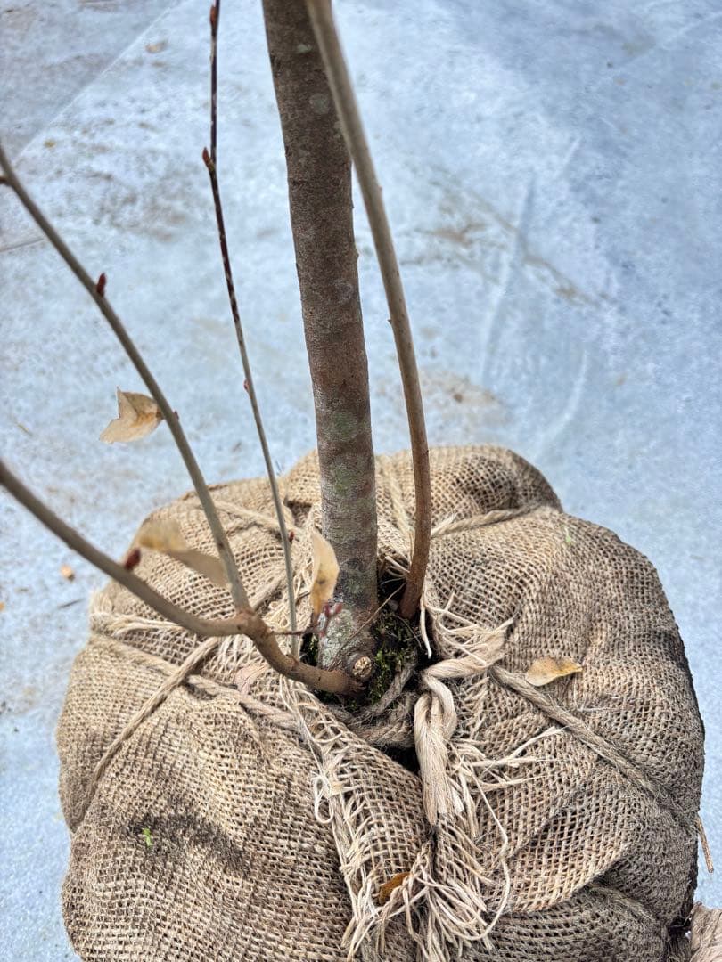 美しい紅葉 曲がり樹形 山採り ヤマコウバシ 669 樹高1.5m位 縁起担ぎ木