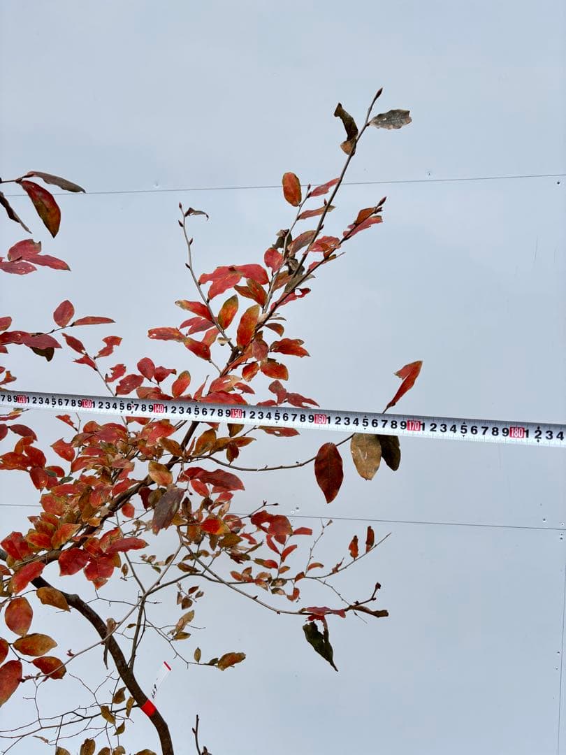 美しい紅葉 曲がり樹形 山採り ヤマコウバシ 669 樹高1.5m位 縁起担ぎ木