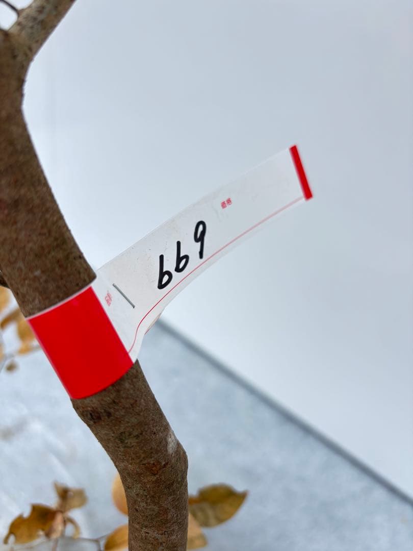 美しい紅葉 曲がり樹形 山採り ヤマコウバシ 669 樹高1.5m位 縁起担ぎ木