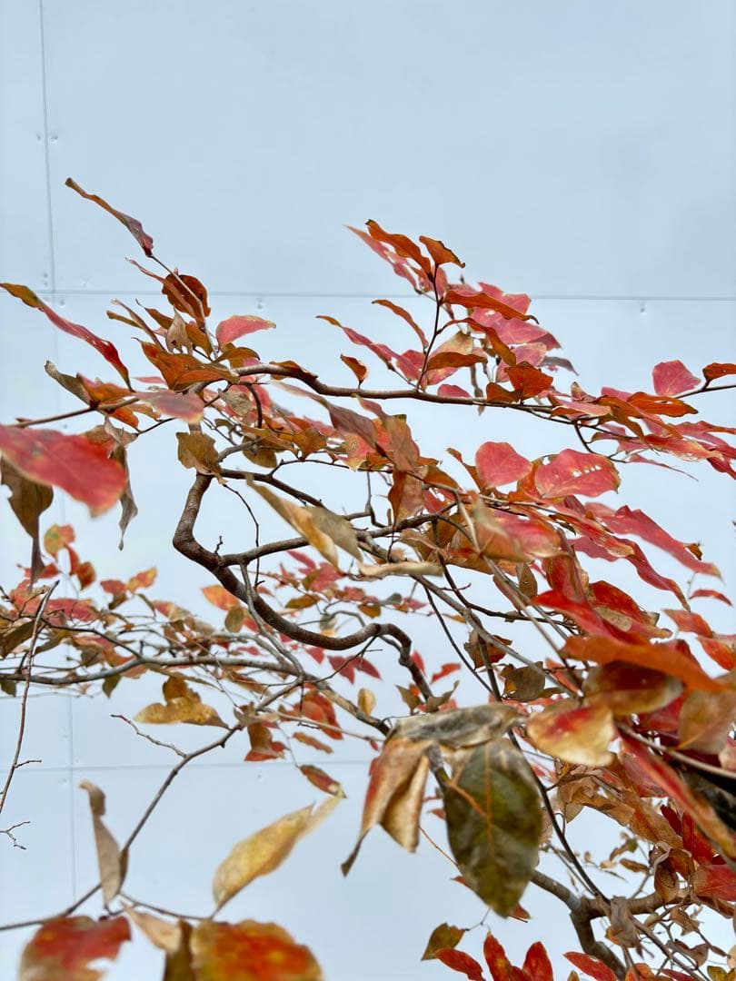 美しい紅葉 曲がり樹形 山採り ヤマコウバシ 669 樹高1.5m位 縁起担ぎ木