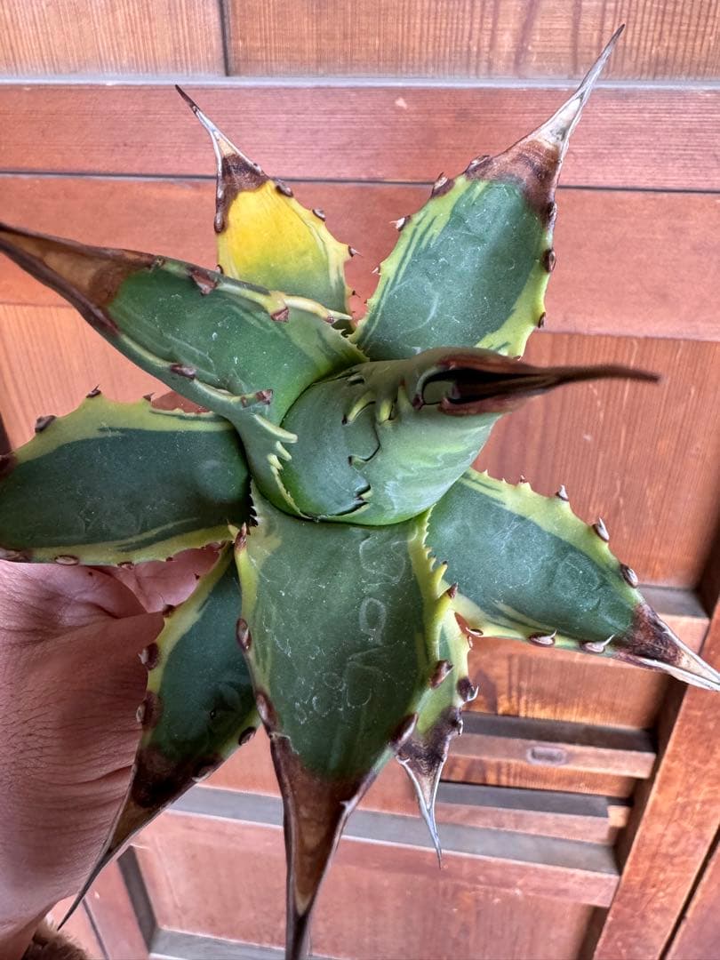 アガベ Agave montana 'Tiffany' 192
