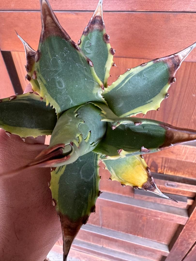 アガベ Agave montana 'Tiffany' 192