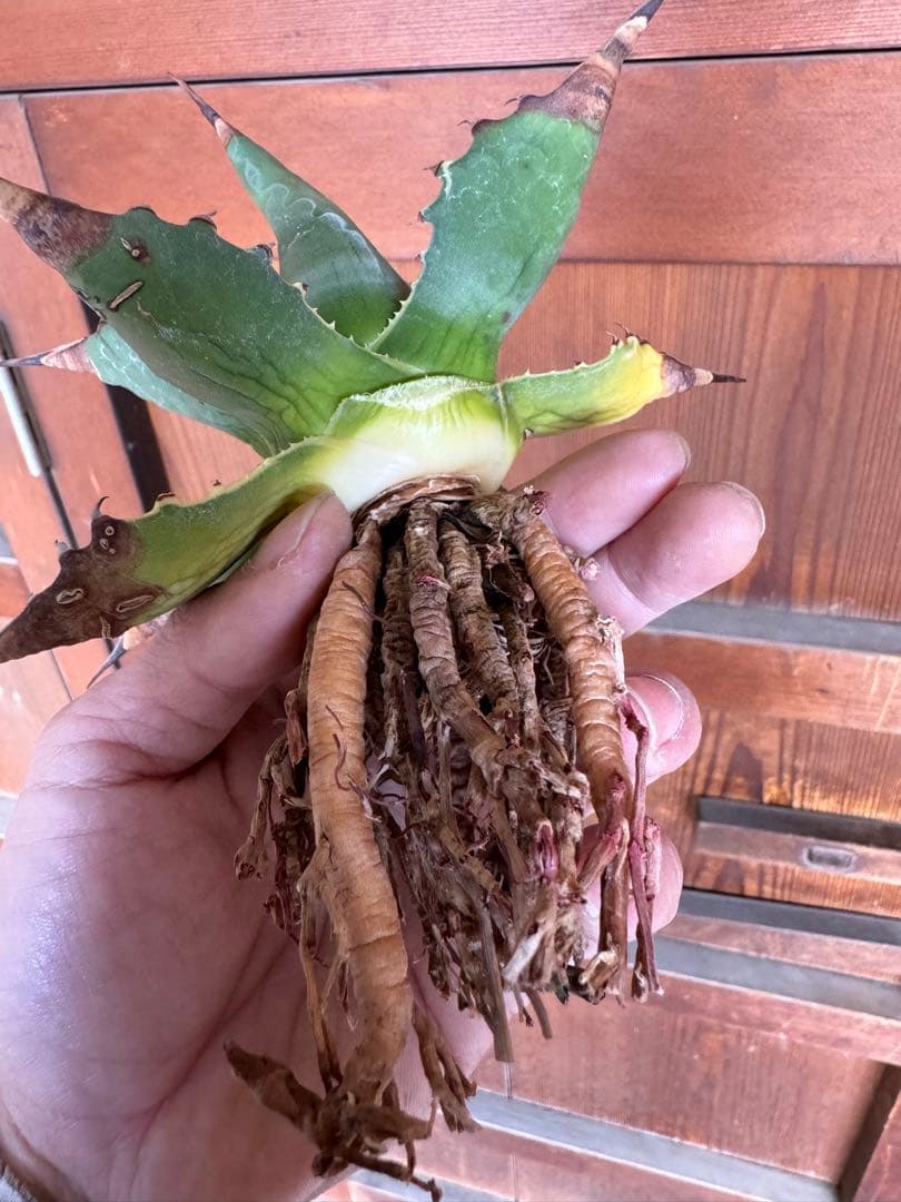 アガベ Agave montana 'Tiffany' 192