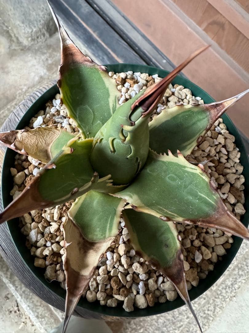 アガベ Agave montana 'Tiffany' 192