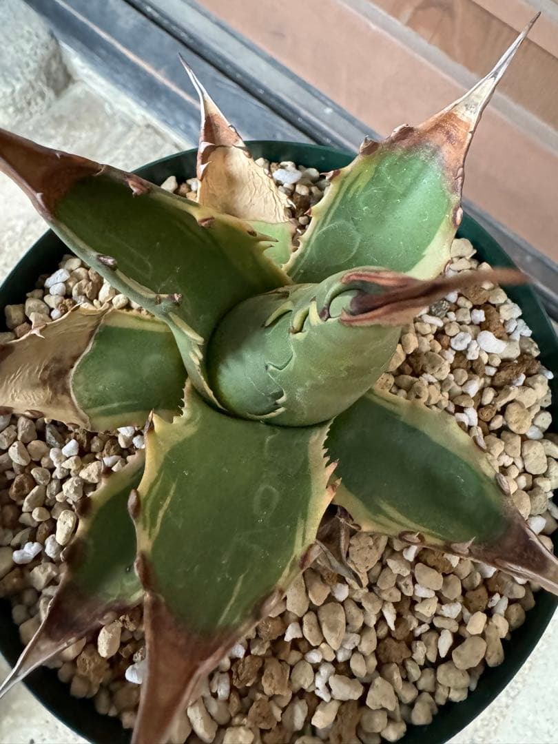 アガベ Agave montana 'Tiffany' 192