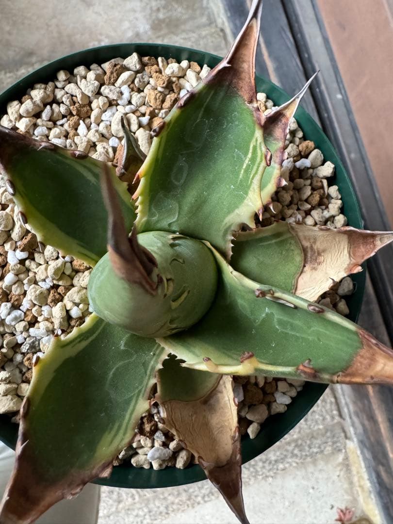 アガベ Agave montana 'Tiffany' 192