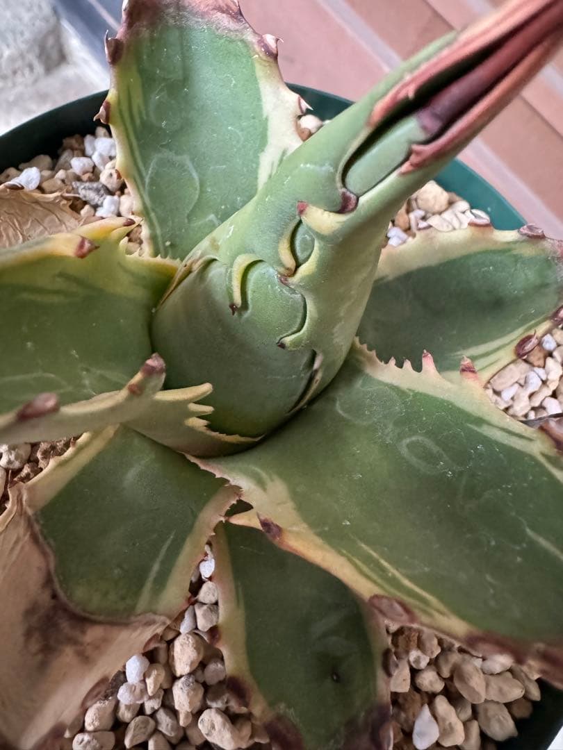 アガベ Agave montana 'Tiffany' 192