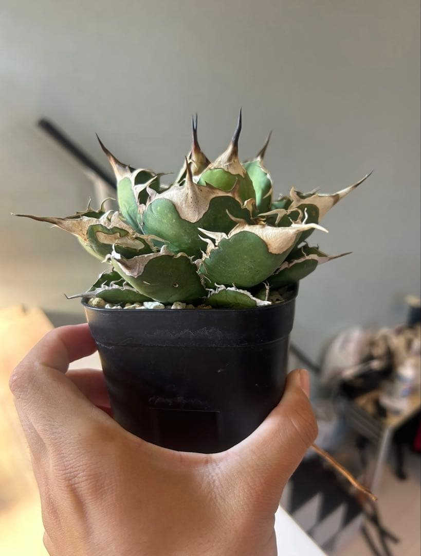 アガベ　wp002オアハカ　子株