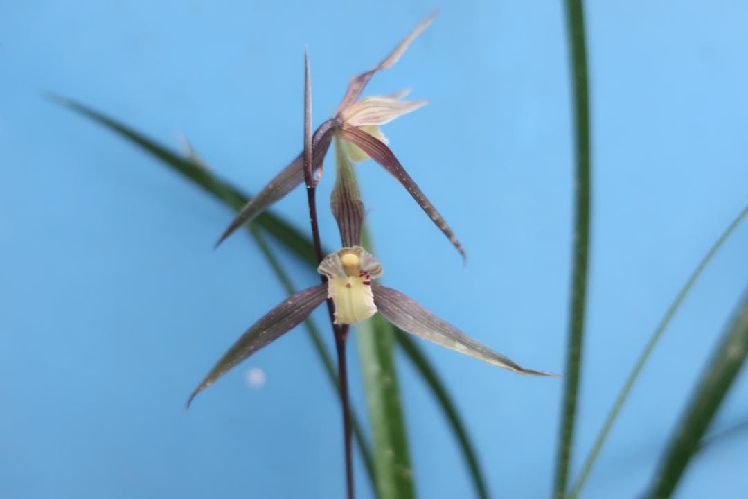 寒蘭-26060-4HG　558　聖炎×８番薄桃花