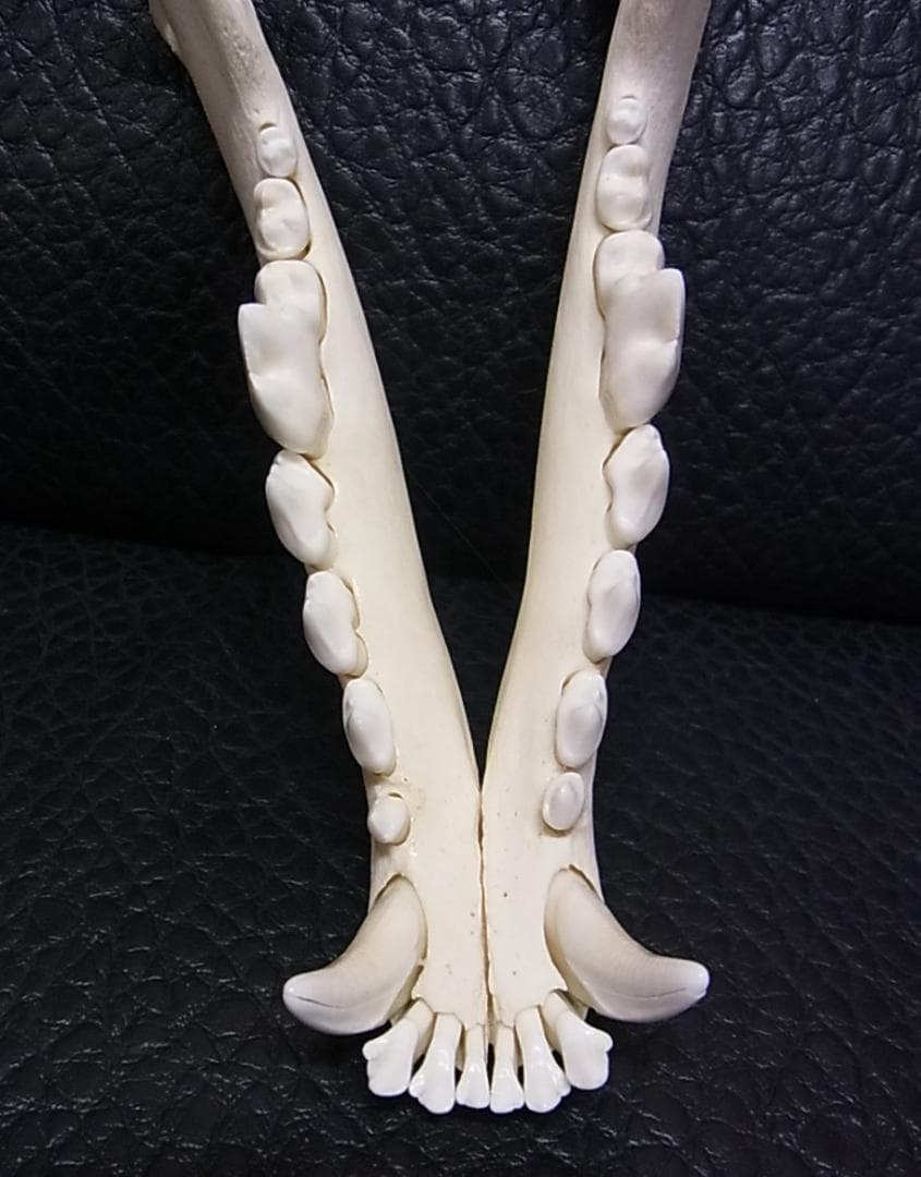 貴重 シンリンオオカミ 頭骨 No.1　※CITES・登録票付