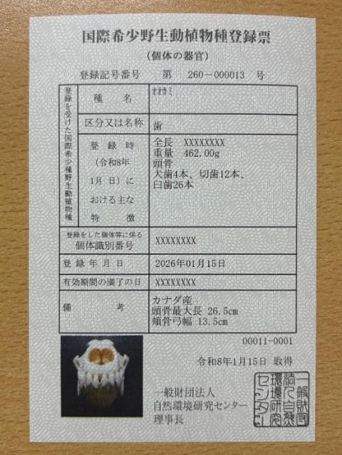 貴重 シンリンオオカミ 頭骨 No.1　※CITES・登録票付