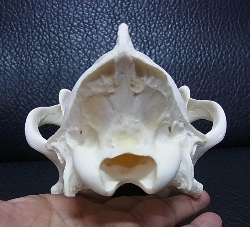 貴重 シンリンオオカミ 頭骨 No.1　※CITES・登録票付