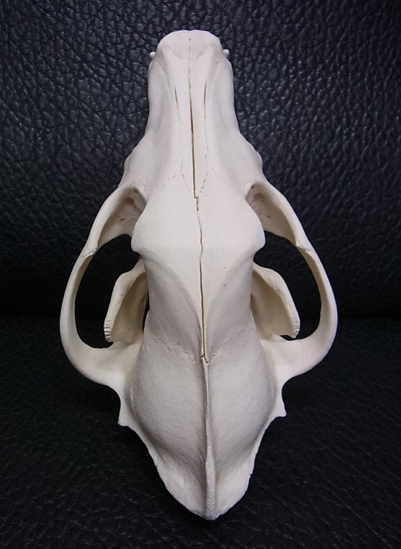 貴重 シンリンオオカミ 頭骨 No.1　※CITES・登録票付