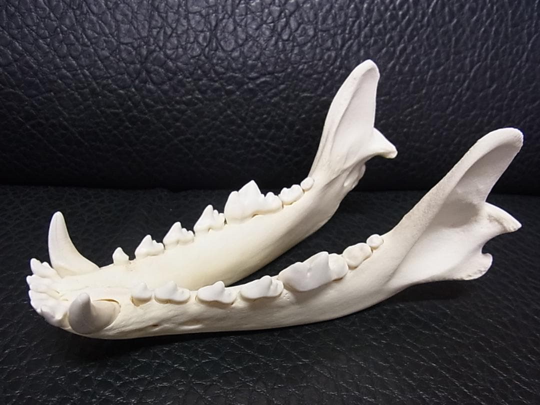 貴重 シンリンオオカミ 頭骨 No.1　※CITES・登録票付