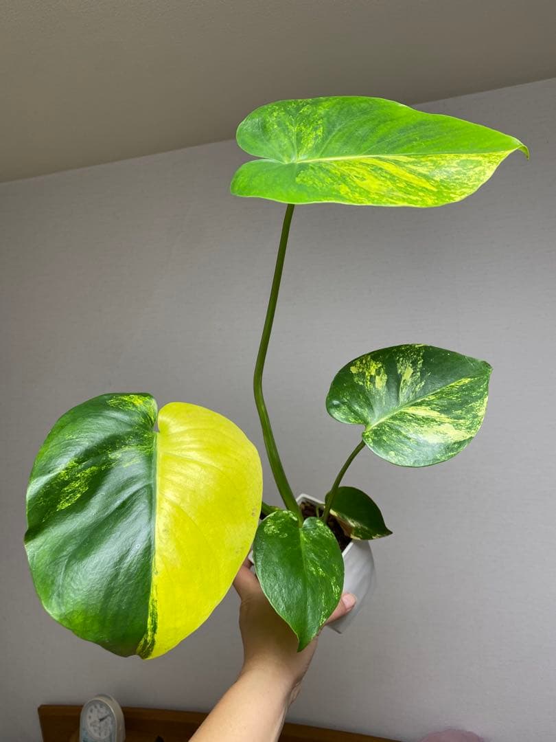 【これは本物です✨】モンステラ　イエローマリリン　黄斑　オーレア　希少　人気‼️