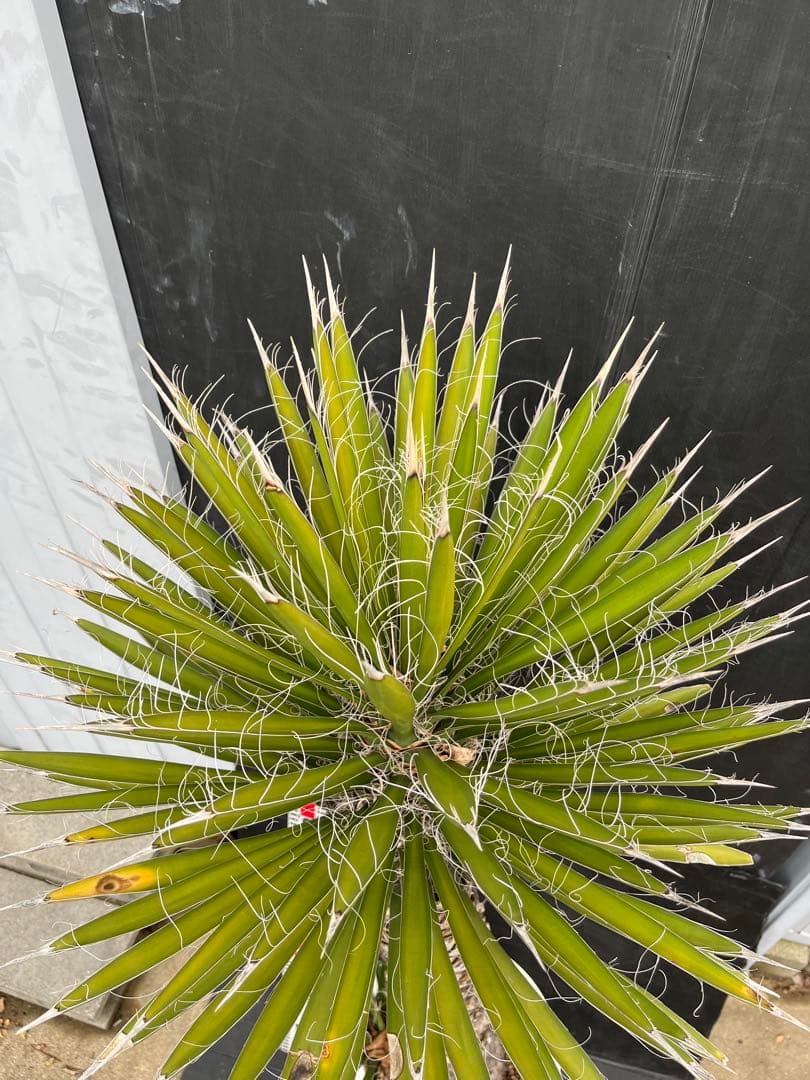 極太　特大　ユッカ フィリフェラ　子株付き約100cm 観葉植物