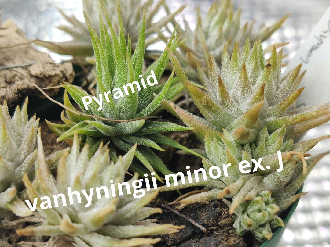 フラワー・ガーデニング Tillandsia ionantha vanhyningii minor