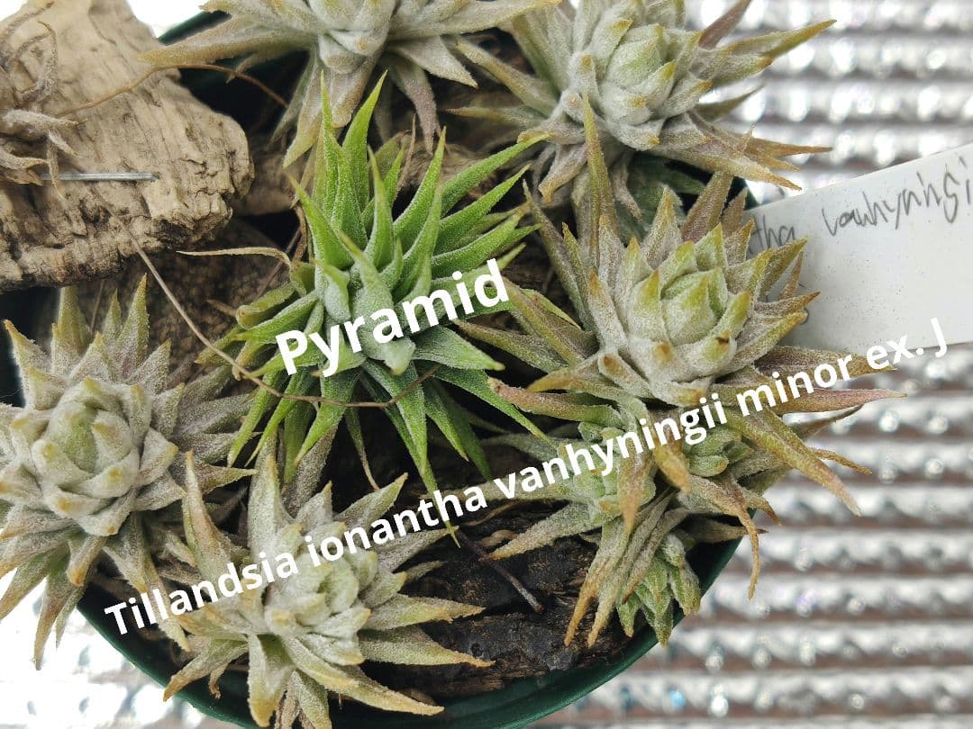 フラワー・ガーデニング Tillandsia ionantha vanhyningii minor