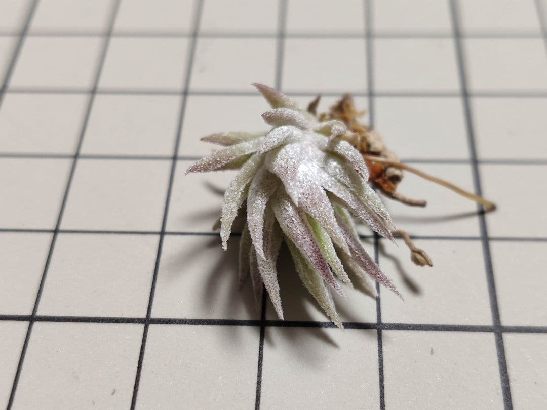 フラワー・ガーデニング Tillandsia ionantha vanhyningii minor