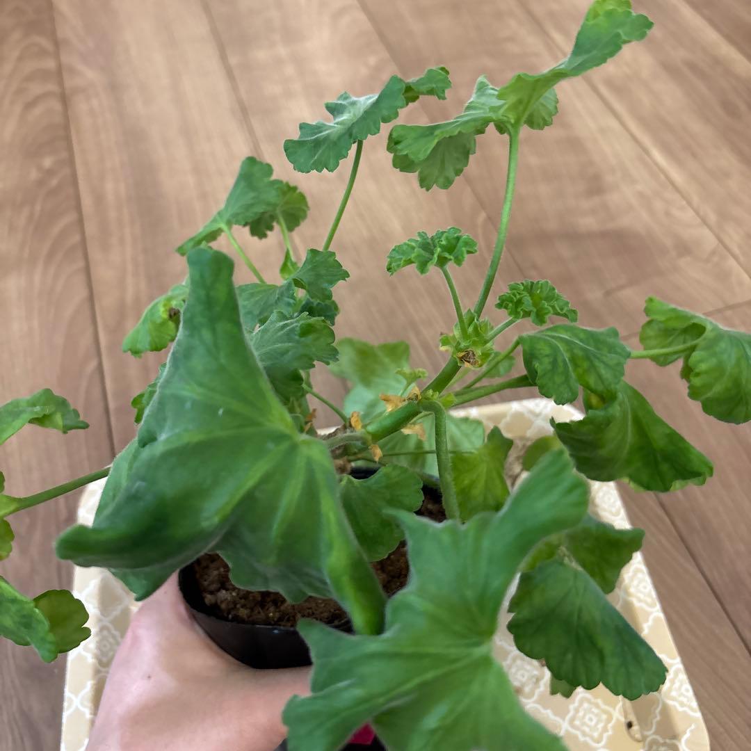 希少ゼラニウム苗　レア品種ゼラニウム　GL01