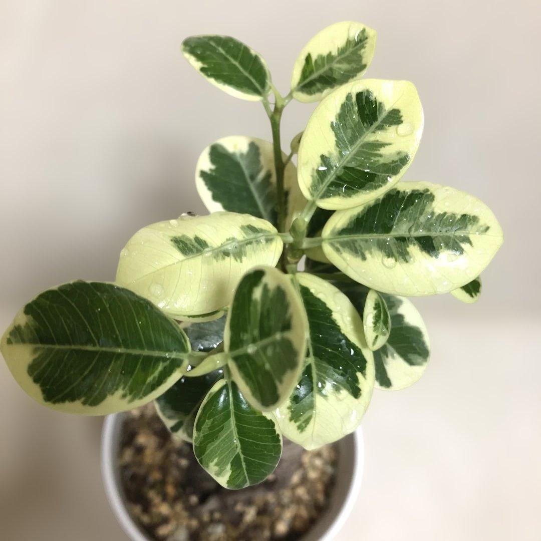 【❤︎…❤︎】　パンダ　ガジュマル　斑入り　接木