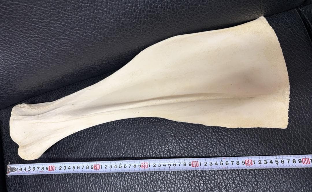 レア！ キリン ★ 肩甲骨（Shoulder Blade bone）