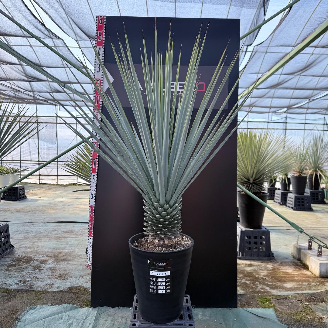 【AL1169】ユッカ　リギダ