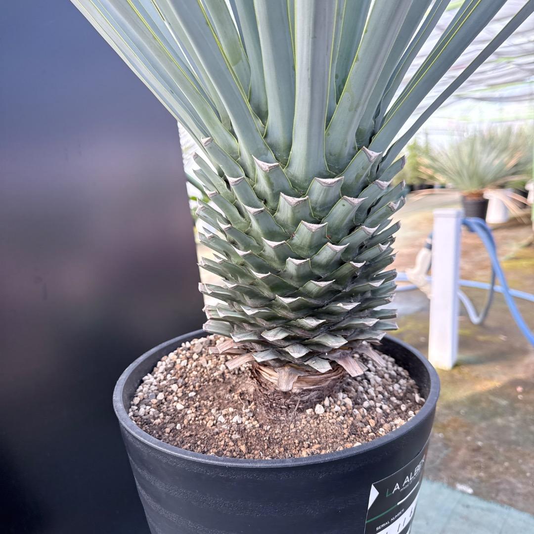 【AL1169】ユッカ　リギダ