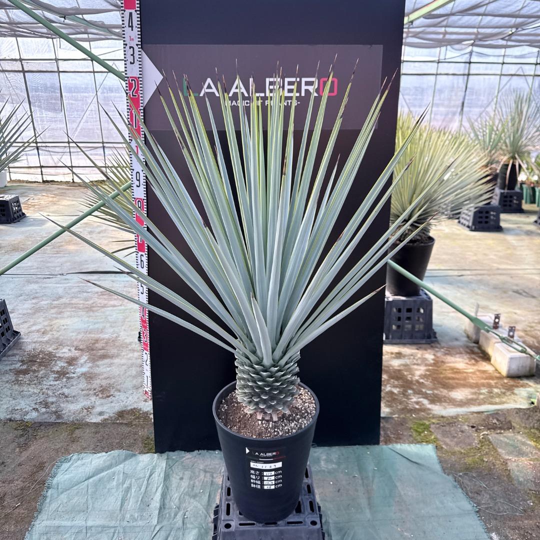 【AL1169】ユッカ　リギダ