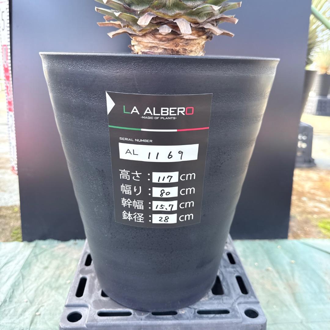 【AL1169】ユッカ　リギダ