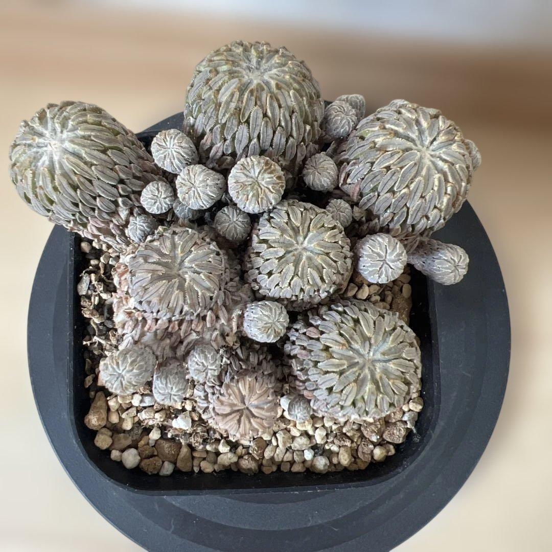 サボテン 精巧丸 群生