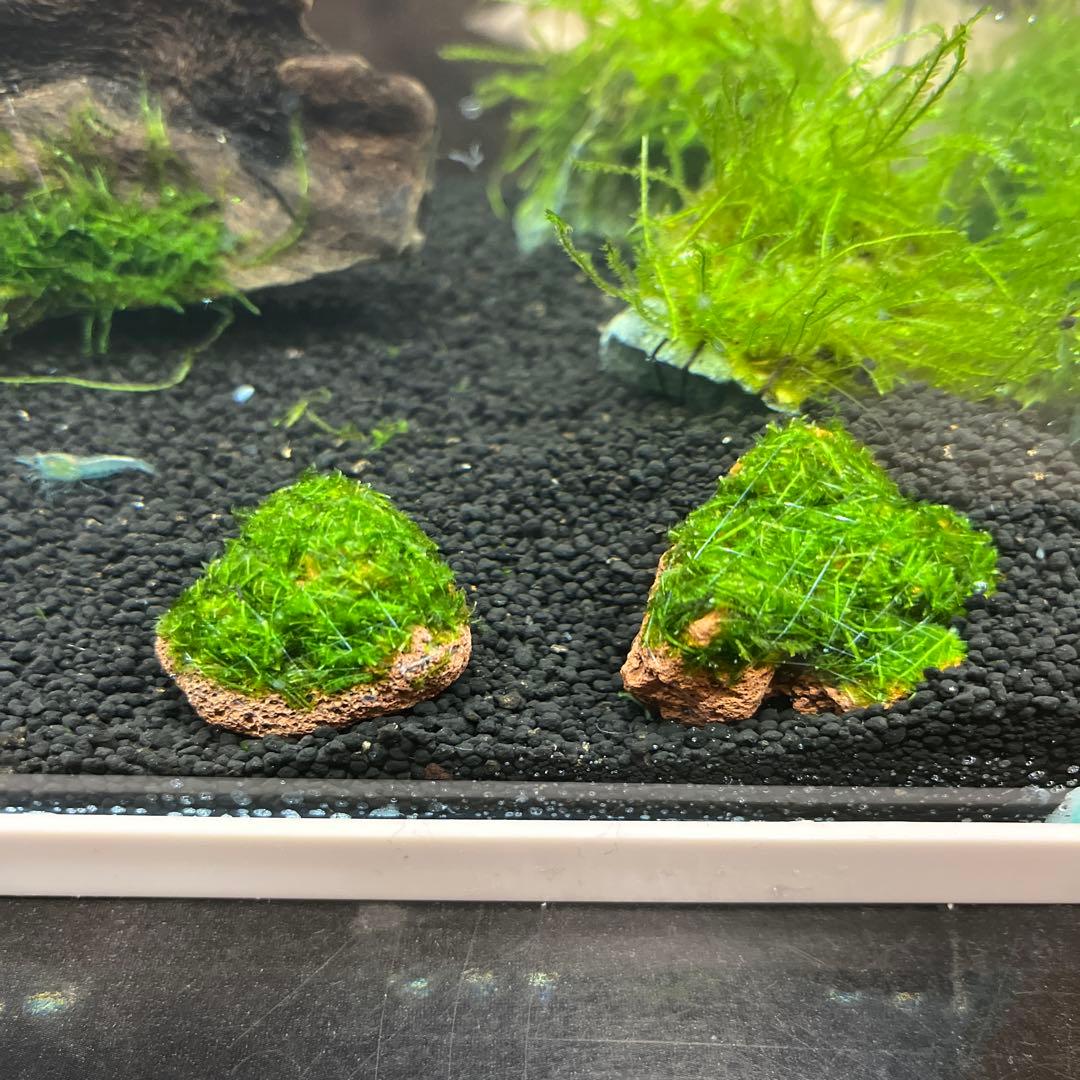 フレームレス水槽 スポンジ式ポンプ 水草 カルキ抜き