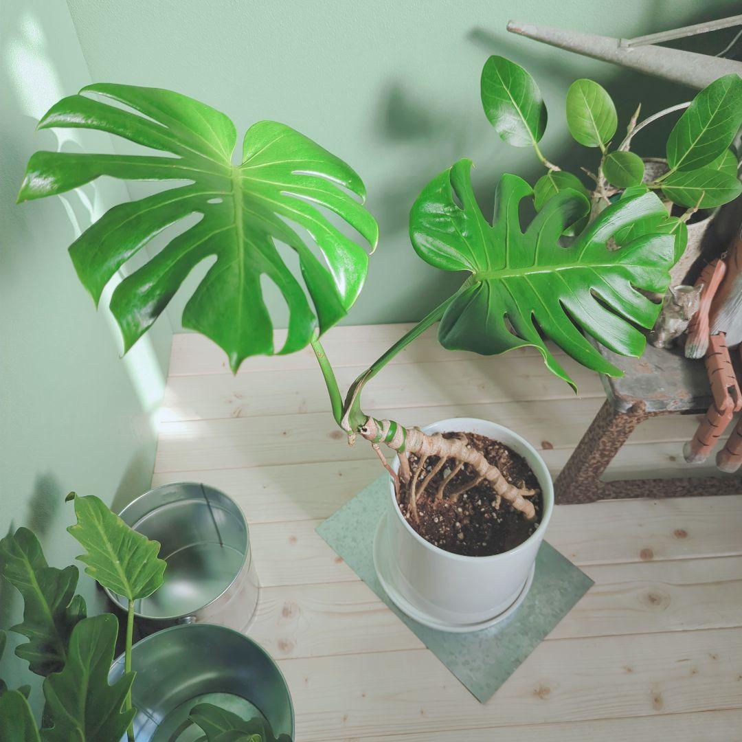 モンステラ デリシオーサ６号 《現品》 根上り おしゃれインテリアグリーン