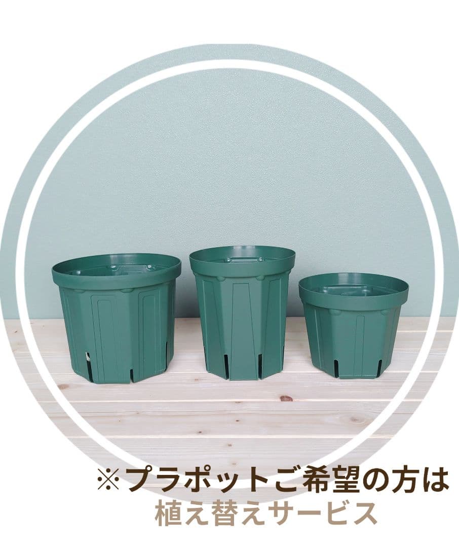 モンステラ デリシオーサ６号 《現品》 根上り おしゃれインテリアグリーン