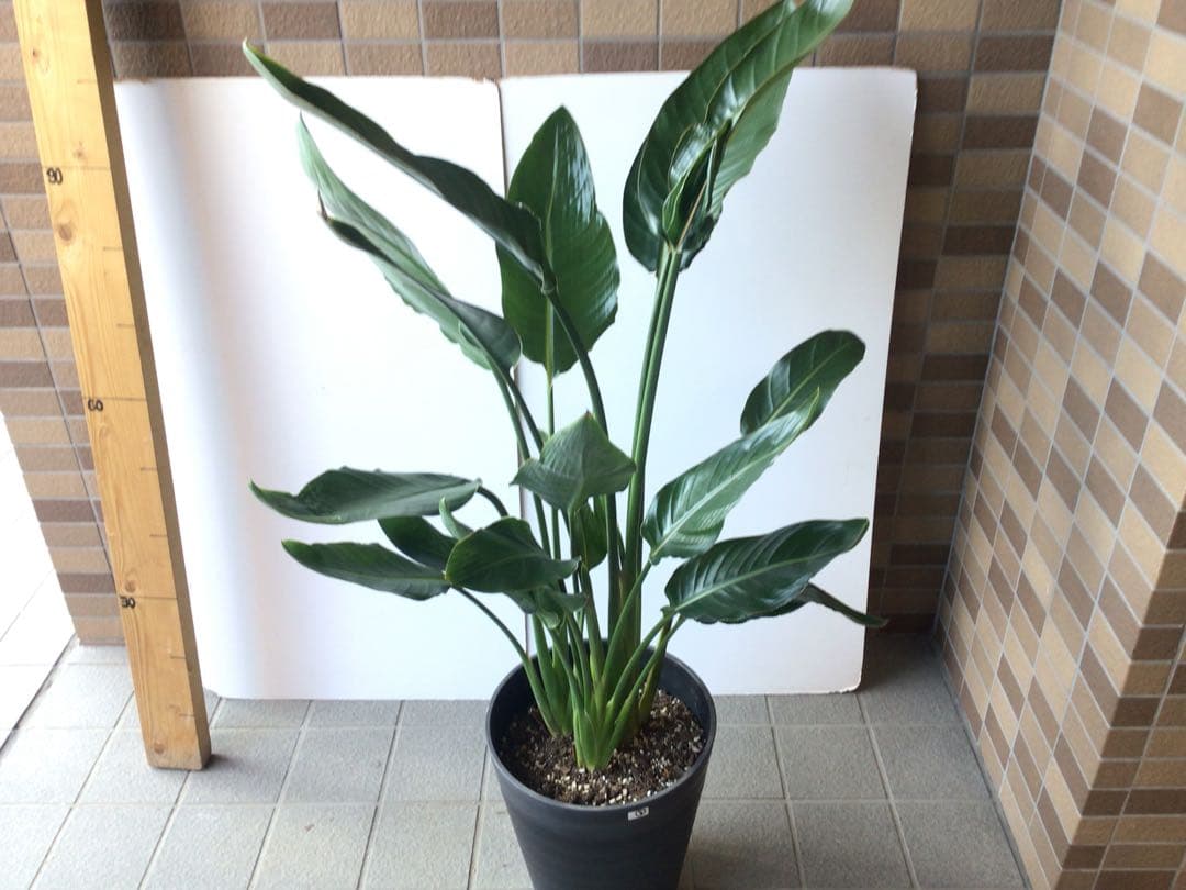 ② 成熟した株でお花咲ます‼︎ ストレチア・極楽鳥花１０号鉢