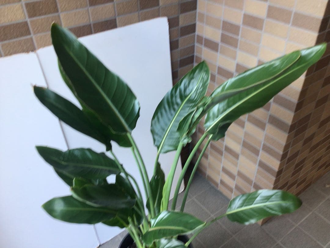 ② 成熟した株でお花咲ます‼︎ ストレチア・極楽鳥花１０号鉢