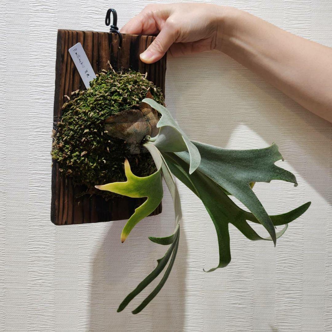 11/9まで！ウィリンキー 月光 (月光爪哇) OC 子株 willinckii