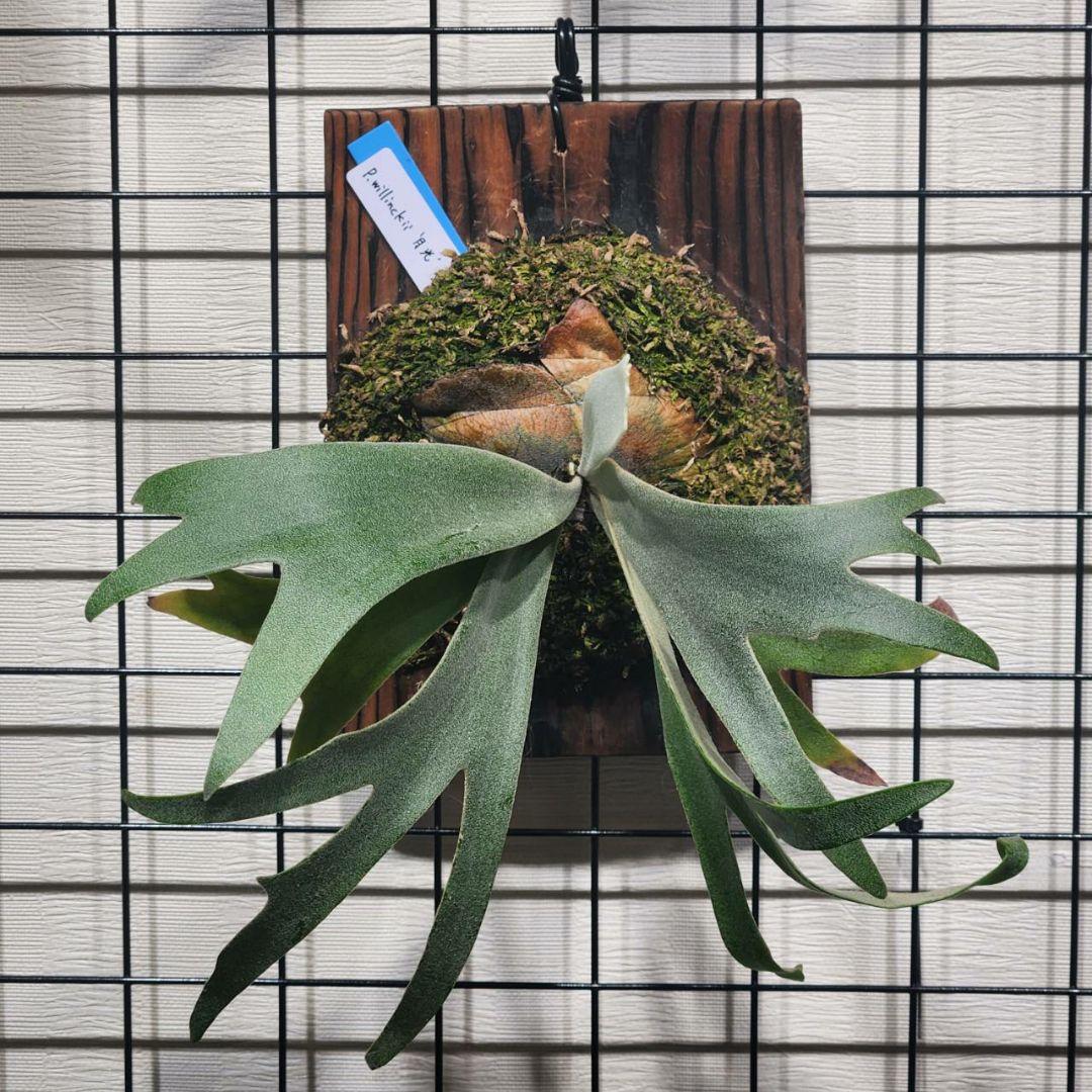 11/9まで！ウィリンキー 月光 (月光爪哇) OC 子株 willinckii