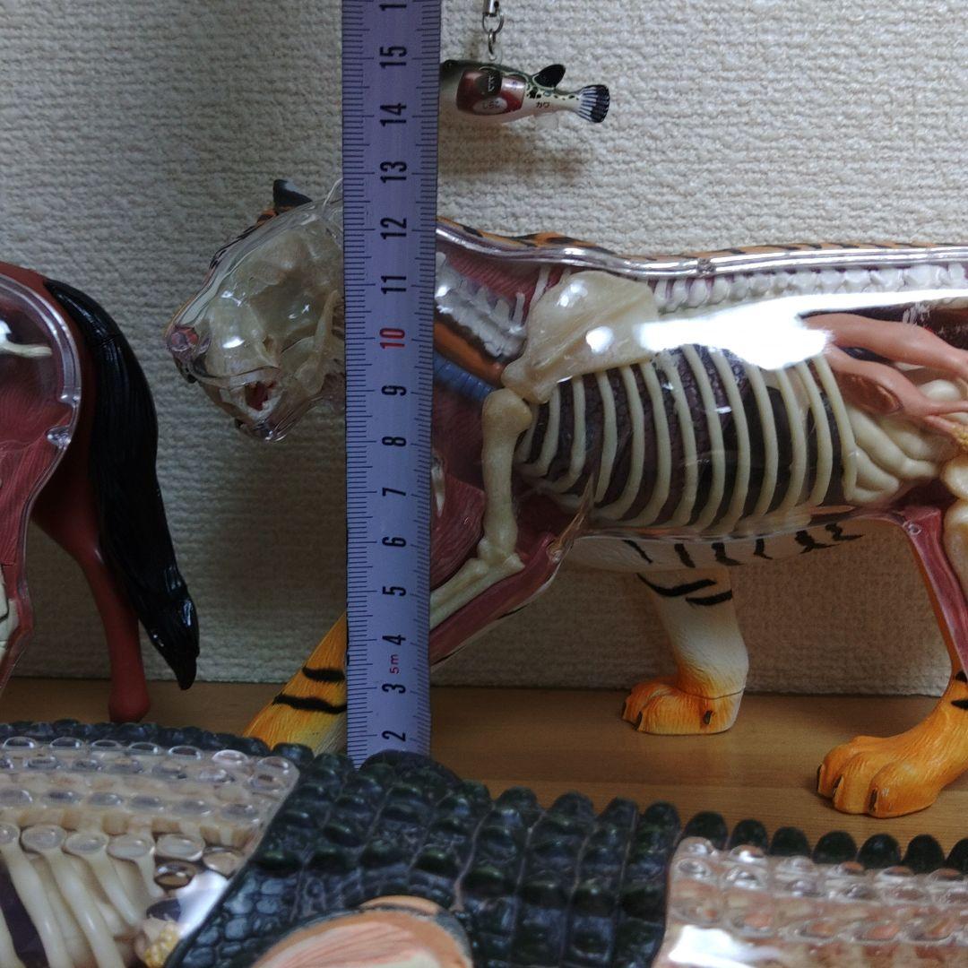 スケルトン 解剖 動物模型 ワニ トラ 馬　フグ 4 VISION剖　ハロウィン