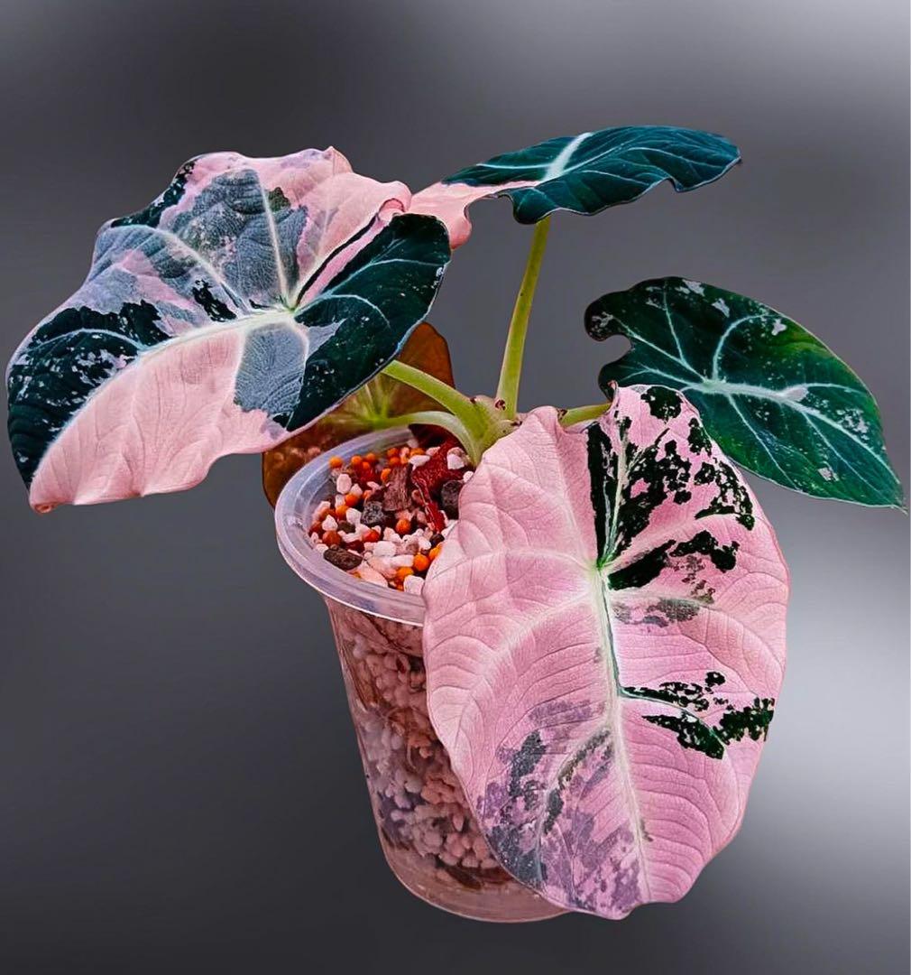 アロカシア ブラックベルベット 斑入り ピンクA03【マドカズラ モンステラ】