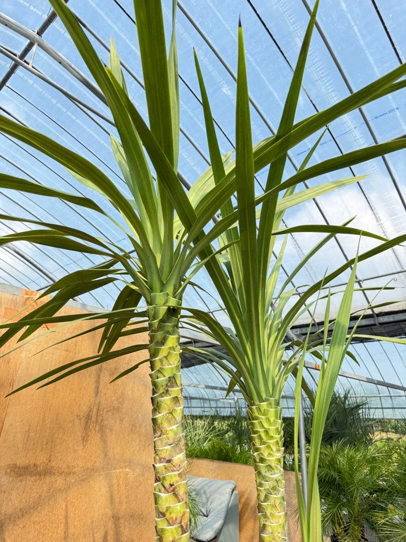 ドラセナ・ニオイシュロラン 3本立 根巻き済み 高さ約2.4m シンボルツリー