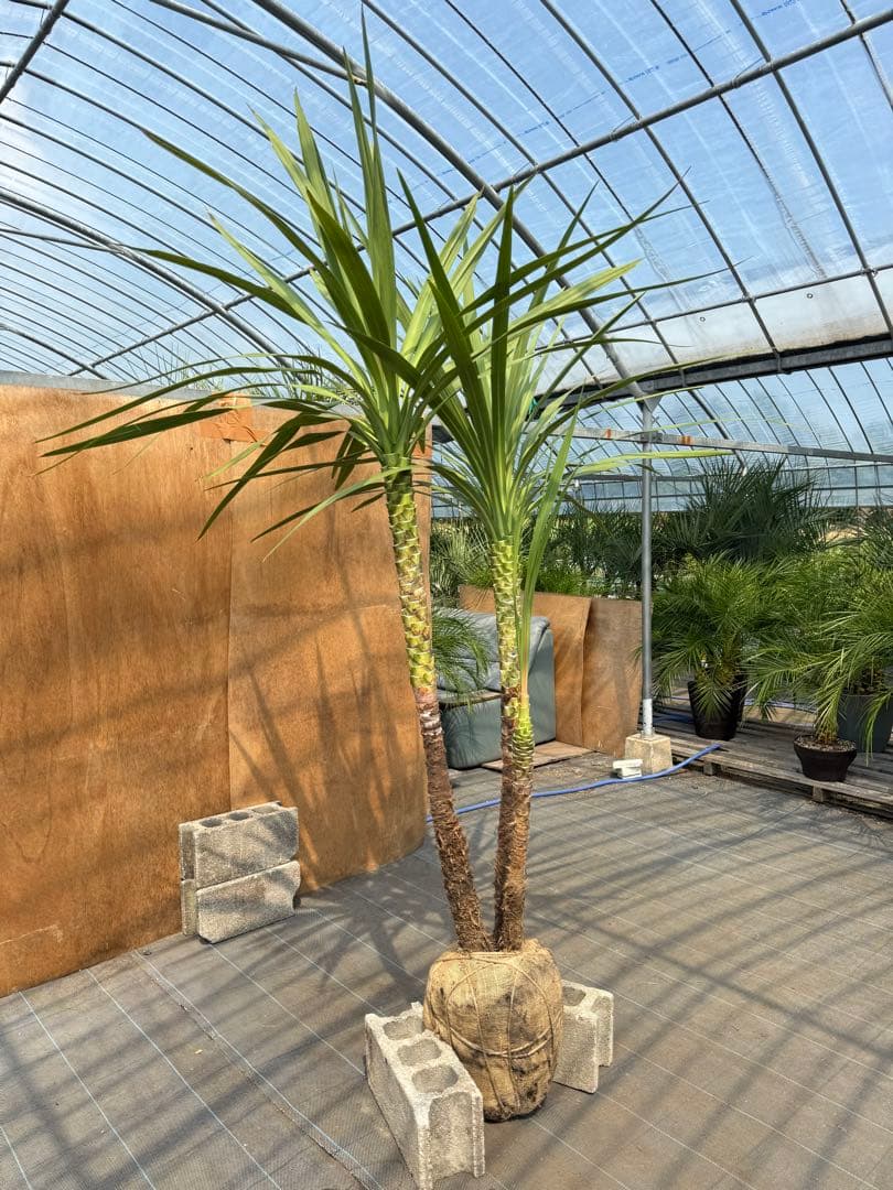 ドラセナ・ニオイシュロラン 3本立 根巻き済み 高さ約2.4m シンボルツリー