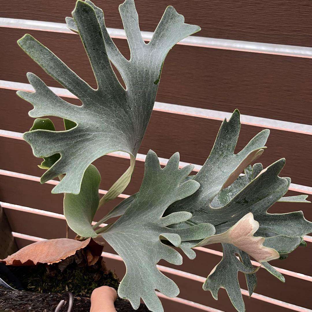 Celebes & Doi-tung 子株セット 新春セール