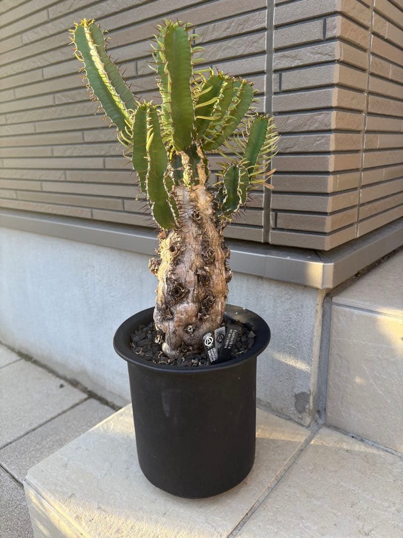 ユーフォルビア　ムランジーナ　発根済み株