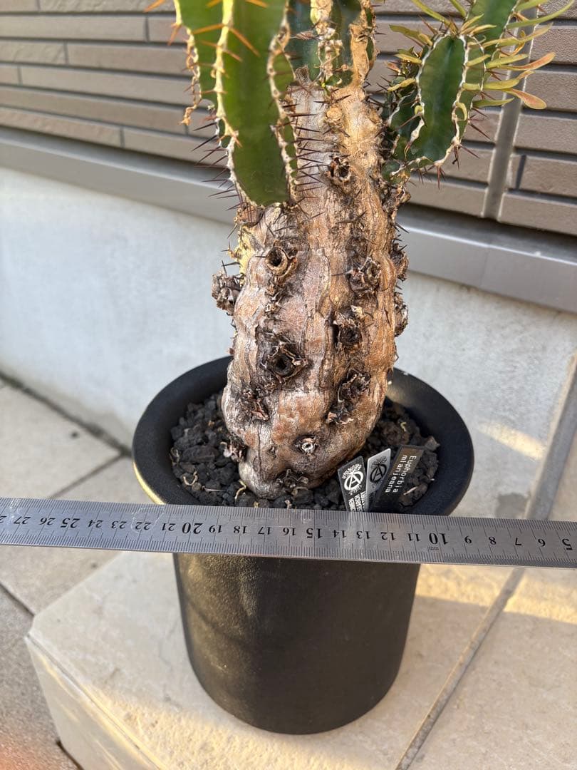 ユーフォルビア　ムランジーナ　発根済み株