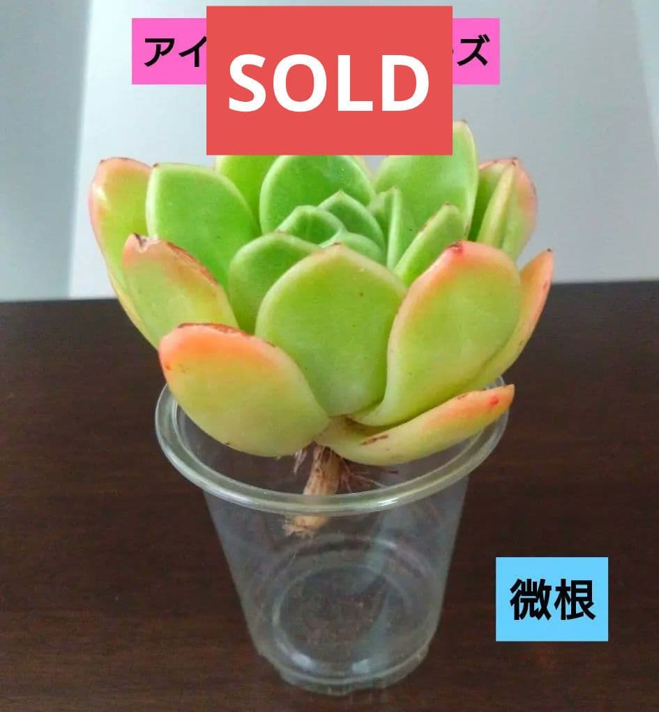 多肉植物【アイスラブリーローズ】微根 エケベリア　アエオニウム